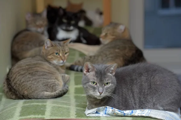 Koty razem leży w schronisku dla zwierząt — Zdjęcie stockowe