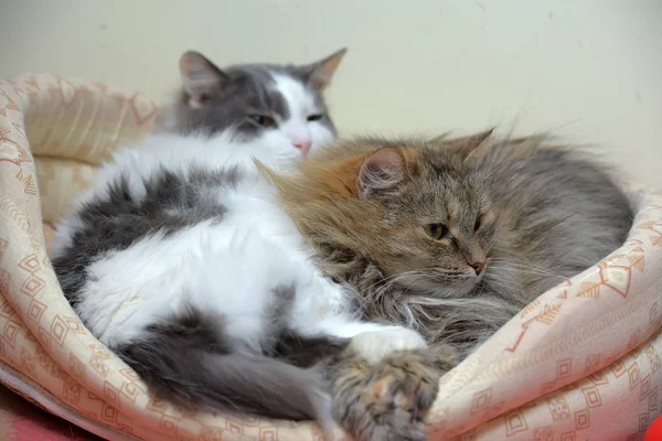 Коти в шезлонгу разом — стокове фото