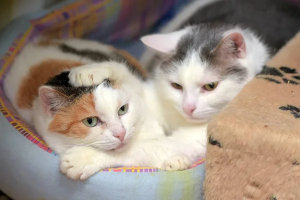 Kucing di lounger bersama-sama — Stok Foto