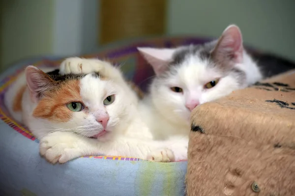 Koty w leżaku razem — Zdjęcie stockowe