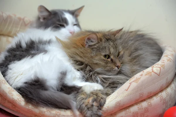 Katzen in einer Liege zusammen — Stockfoto
