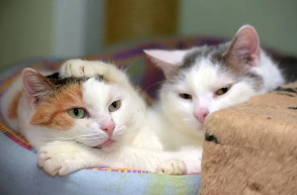 Katten in een ligstoel samen — Stockfoto