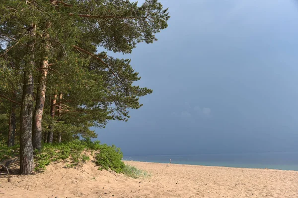 Pinhos na costa e céu tempestuoso antes da chuva — Fotografia de Stock