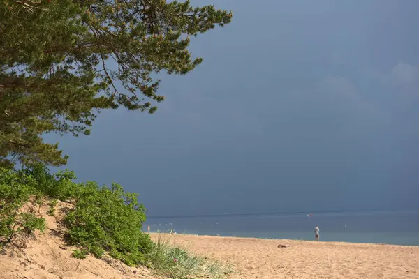Borovice na břehu a bouřky před deštěm — Stock fotografie