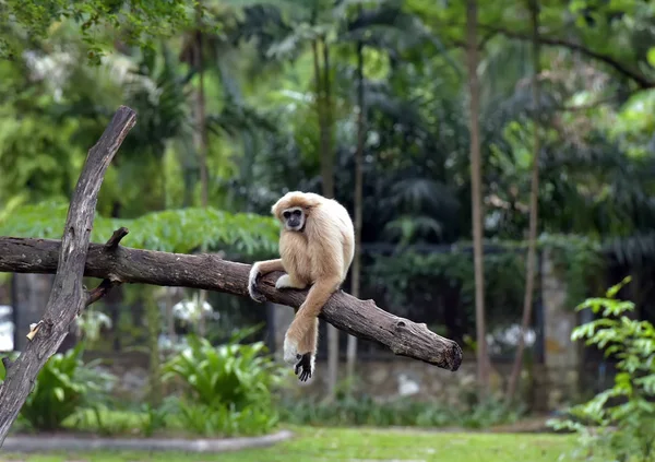 Fehér arcú gibbon. Hylobates leukogenys. — Stock Fotó