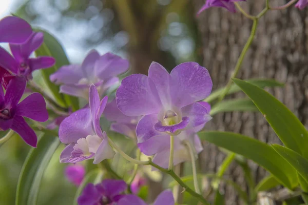 Fioletowe orchidee na drzewie — Zdjęcie stockowe