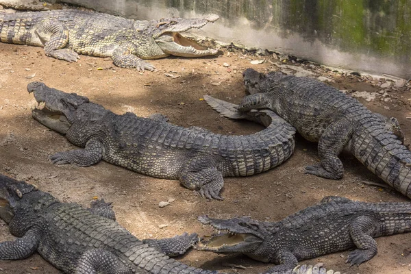 Crocodiles sont couchés sur le sol sur une ferme de crocodiles , — Photo