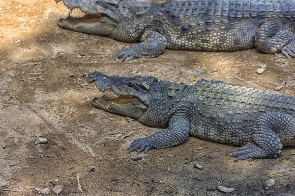 Krokodilok feküdt a földön egy krokodil gazdaságban, — Stock Fotó