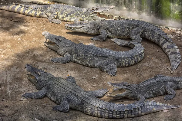 Krokodilok feküdt a földön egy krokodil gazdaságban, — Stock Fotó