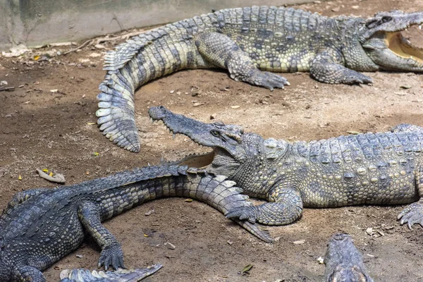 Krokodilok feküdt a földön egy krokodil gazdaságban, — Stock Fotó