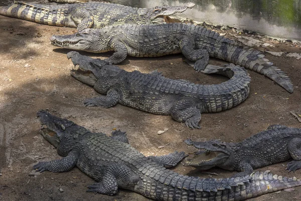 Crocodiles sont couchés sur le sol sur une ferme de crocodiles , — Photo