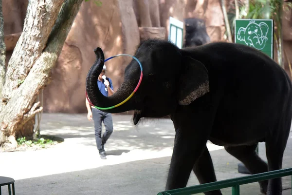 Espectáculo con elefantes en el zoológico — Foto de Stock