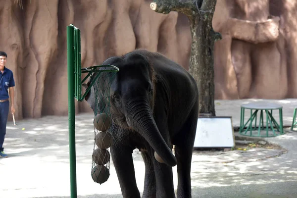 Espectáculo con elefantes en el zoológico — Foto de Stock