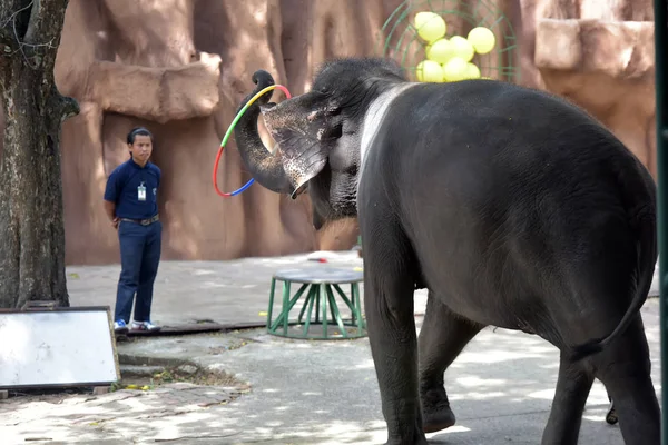 Show com elefantes no zoológico — Fotografia de Stock