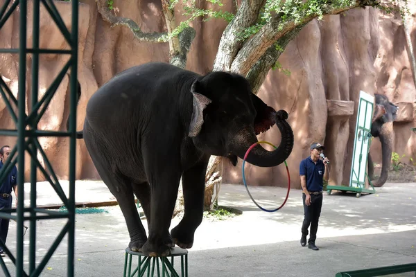 Espectáculo con elefantes en el zoológico — Foto de Stock