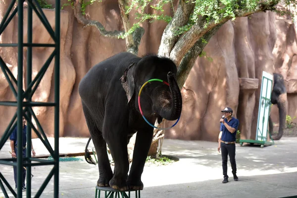 Espectáculo con elefantes en el zoológico — Foto de Stock