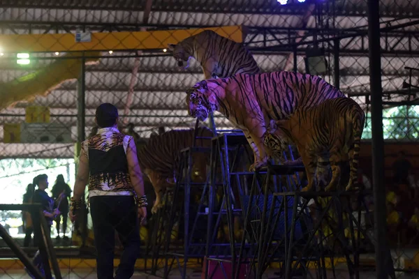 Тигри при виконанні в зоопарку — стокове фото