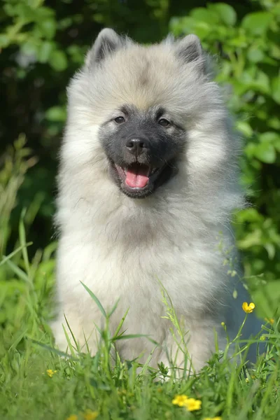 夏に幸せなキーソンドウルフスピッツ子犬 — ストック写真