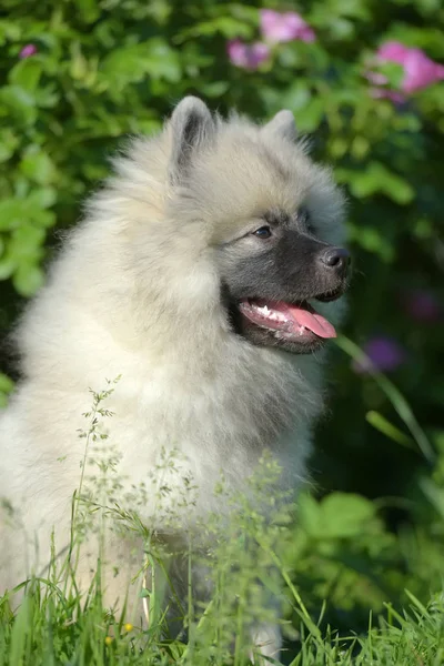 夏に幸せなキーソンドウルフスピッツ子犬 — ストック写真