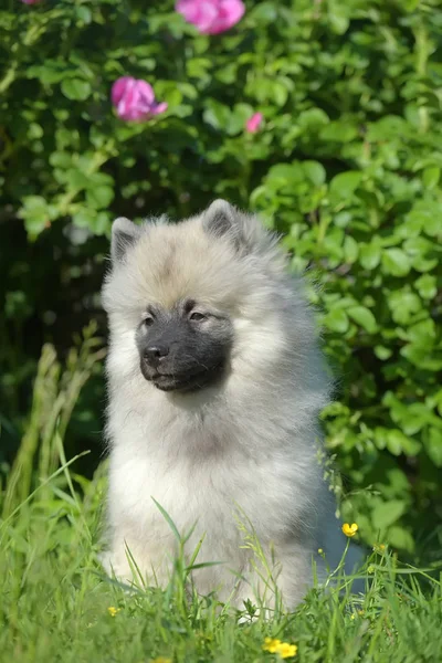 Yaz aylarında mutlu keeshond wolfspitz köpek yavrusu — Stok fotoğraf