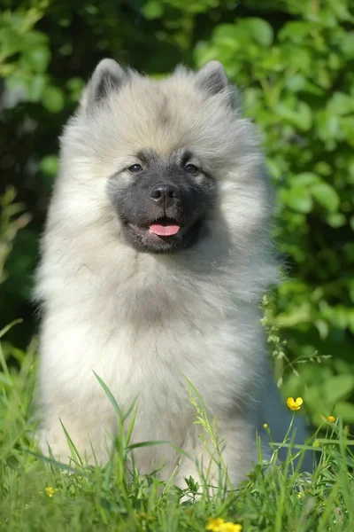 Keeshond wolfspitz cachorro feliz no verão — Fotografia de Stock