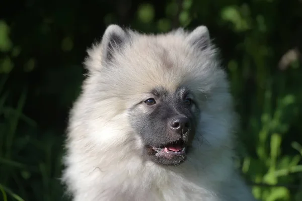 Keeshond wolfspitz cachorro feliz en verano —  Fotos de Stock