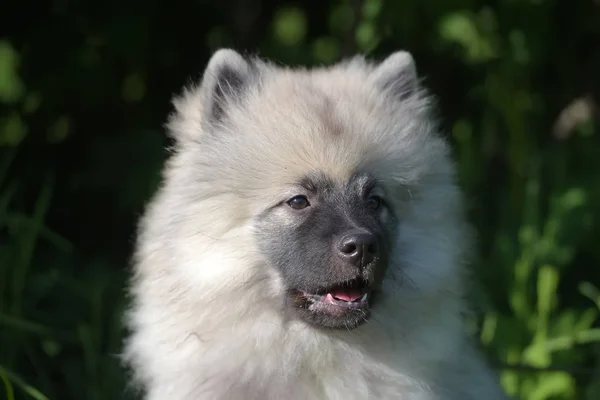 Keeshond wolfspitz chiot heureux en été — Photo