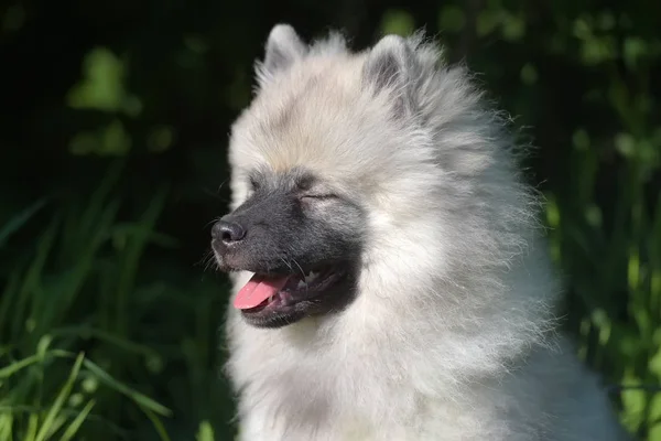 Keeshond wolfspitz cachorro feliz no verão — Fotografia de Stock