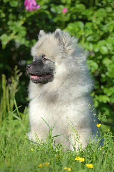 Keeshond wolfspitz štěňátko šťastné v létě — Stock fotografie