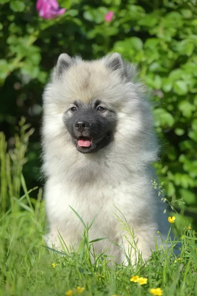 Keeshond wolfspitz cachorro feliz en verano — Foto de Stock