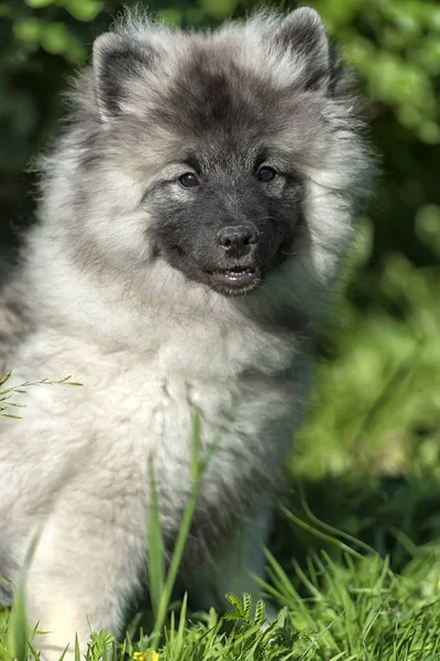 Yaz aylarında mutlu keeshond wolfspitz köpek yavrusu — Stok fotoğraf