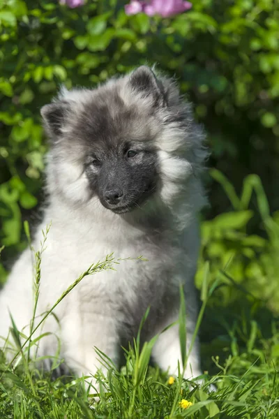 夏に幸せなキーソンドウルフスピッツ子犬 — ストック写真