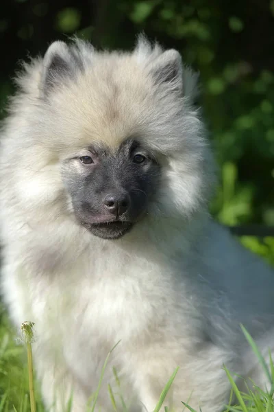 Keeshond wolfspitz chiot heureux en été — Photo