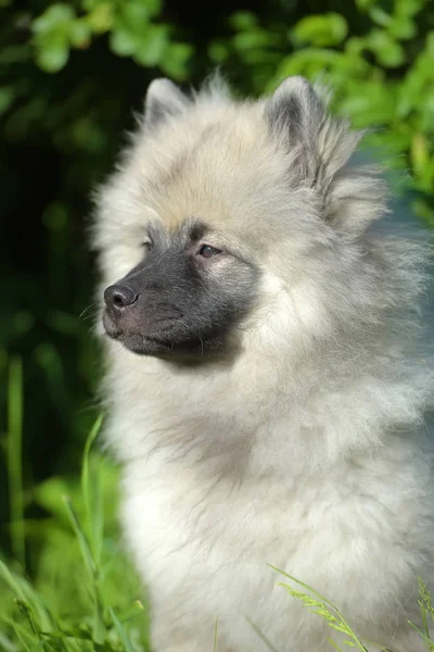 夏に幸せなキーソンドウルフスピッツ子犬 — ストック写真