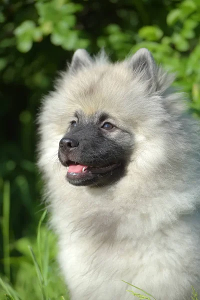 Keeshond wolfspitz štěňátko šťastné v létě — Stock fotografie