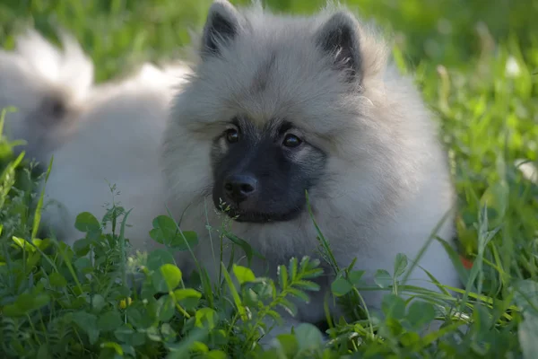 Keeshond wolfspitz щенок счастлив летом — стоковое фото