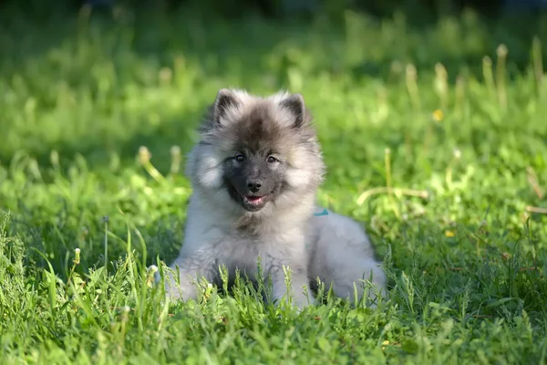 Keeshond wolfspitz cachorro feliz no verão — Fotografia de Stock