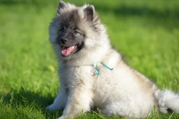 Keeshond Converse puppy gelukkig in de zomer — Stockfoto