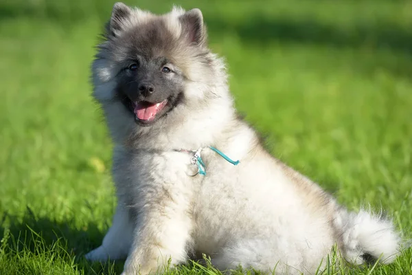 Keeshond Converse puppy gelukkig in de zomer — Stockfoto