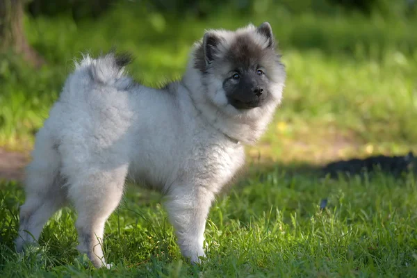 Keeshond Wolfspitz Welpe glücklich im Sommer — Stockfoto