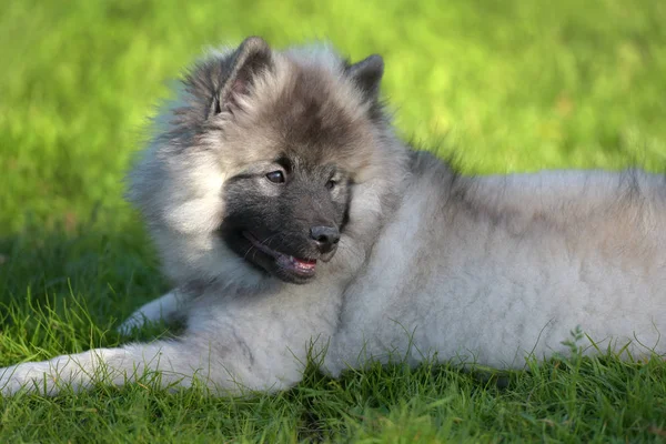 Keeshond wolfspitz cachorro feliz en verano —  Fotos de Stock