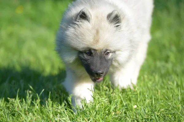 Keeshond wolfspitz cachorro feliz no verão — Fotografia de Stock