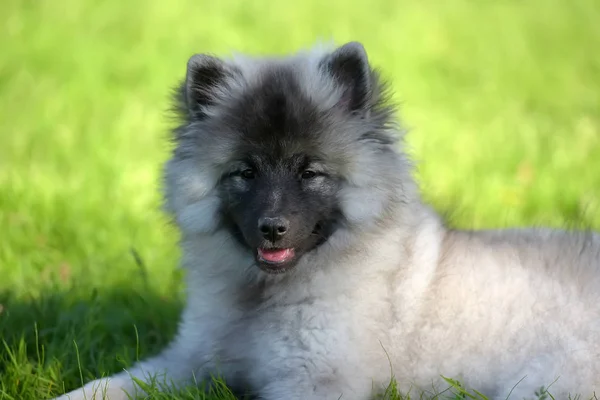 Keeshond wolfspitz cachorro feliz no verão — Fotografia de Stock