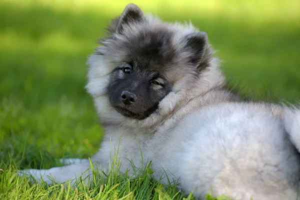 Keeshond wolfspitz chiot heureux en été — Photo