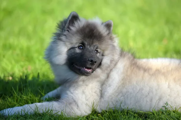 Keeshond wolfspitz cachorro feliz en verano — Foto de Stock