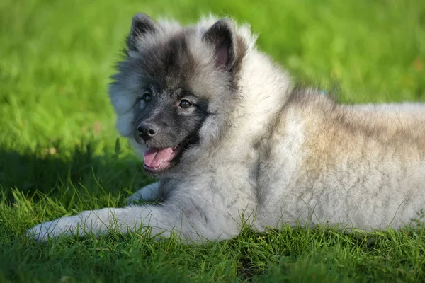 Keeshond wolfspitz puppy happy in summer — Stock Photo, Image