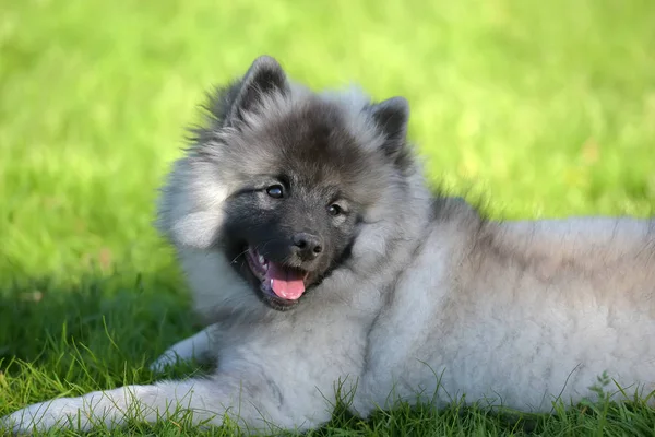 Keeshond wolfspitz cachorro feliz no verão — Fotografia de Stock