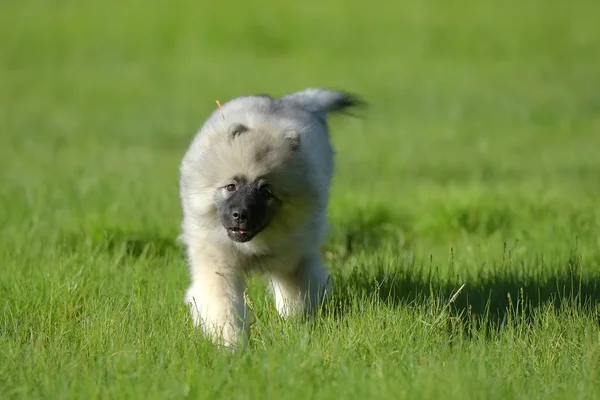 Wolfspitz Welpe läuft glücklich durchs Gras — Stockfoto