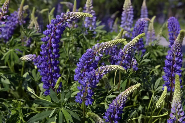 Mavi lupine yaz aylarında çiçeklenme — Stok fotoğraf