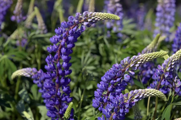 Blauwe lupine bloeien in de zomer — Stockfoto